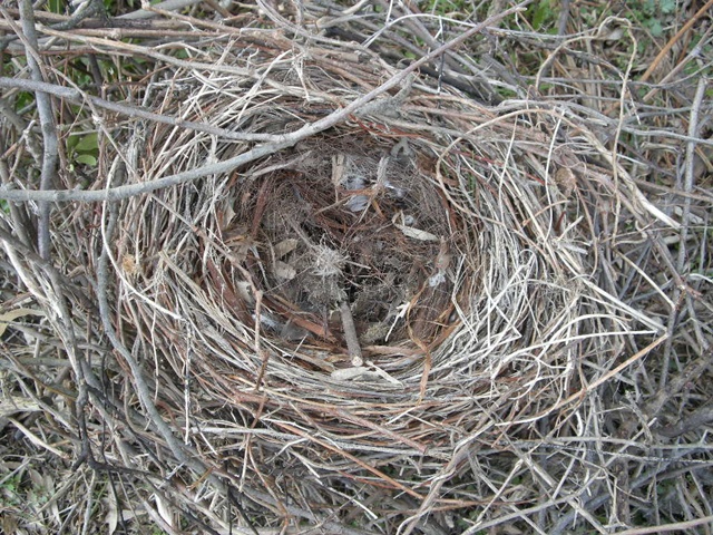 カラスの巣